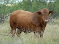 Herd Sire 5-48