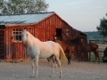 Pepita Barn Pens