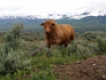 Casey Beefmaster Herd Sire 6-31 in Idaho May 2015 - Photo by Doug Johnson