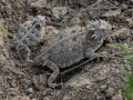 Horned Toad