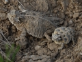 Horned Toad