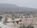 Ranch Winter Scene