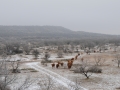 Ranch Winter Scene