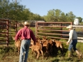 Clement Cowboys Working Calves (TX).