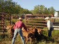 Clement Cowboys Working Calves (TX).