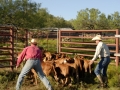 Clement Cowboys Working Calves (TX).