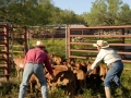 Clement Cowboys Working Calves (TX).