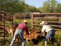 Clement Cowboys Working Calves (TX).