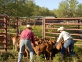 Clement Cowboys Working Calves (TX).