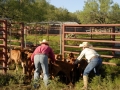 Clement Cowboys Working Calves (TX).