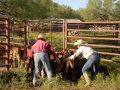 Clement Cowboys Working Calves (TX).