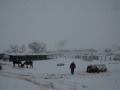 Getting Ready To Feed the Horses - TX.