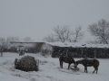 Feeding Horses - TX.