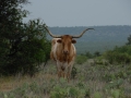 Longhorn