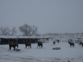 Feeding Horses - TX.