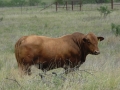 Herd Sire 5-48