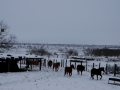 Feeding Horses - TX.