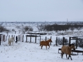 Ranch Winter Scenes