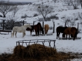 Feeding Horses - TX.