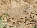 Horned Toad