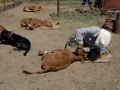 Working Calves w/ Luke (TX).