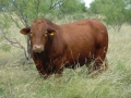 Herd Sire 4-35