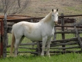 Horse & Fence.