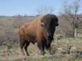 Buffalo