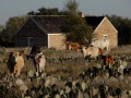 TX State Longhorn Herd (Fort Griffin).