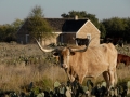 TX State Longhorn Herd (Fort Griffin).