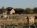 Fort Griffin State Historic Site