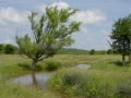 Better Days When The Rains Came (TX).