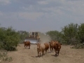 Dozer & 2013 Heifers