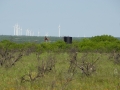 Pumpjacks and Wind Turbines = Power.