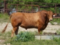 Herd Sire 5-1161