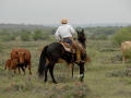 Texas Cowboys.