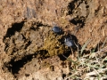 Dung Beetles