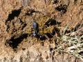 Dung Beetles