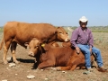 Juan Alcaraz Herd Sire