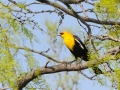 Yellow Headed Blackbird