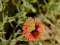 Wildflower Butterfly