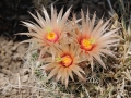 Horse Crippler Cactus