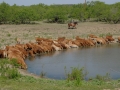 2013 Heifers