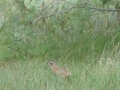 Quail Pair