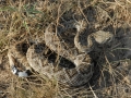 Rattlesnake