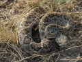 Rattlesnake