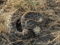 Rattlesnake