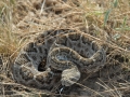 Rattlesnake