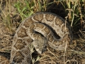 Rattlesnake