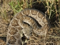 Rattlesnake